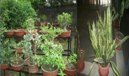 Deepalaya School campus 6