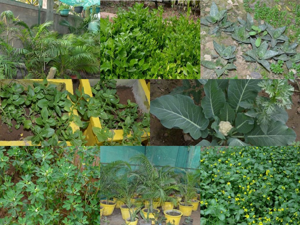 M.L. Khanna DAV Public School 3