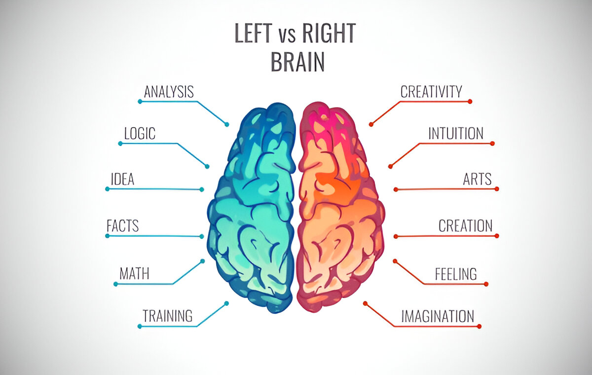 The balance of left and right brain